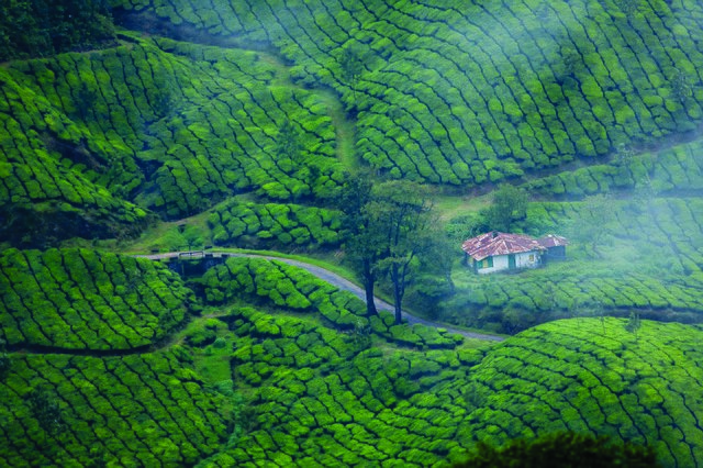 Tea estates of Munnar, Kerala