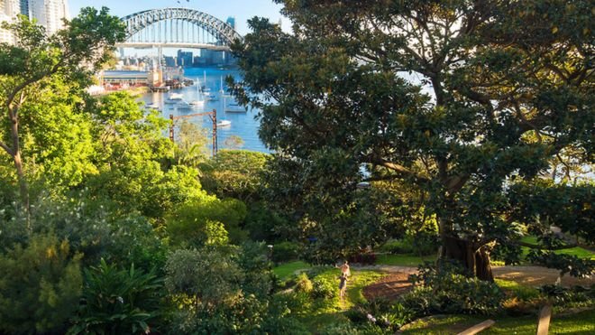 Harbour Bridge from Wendy's secret garden