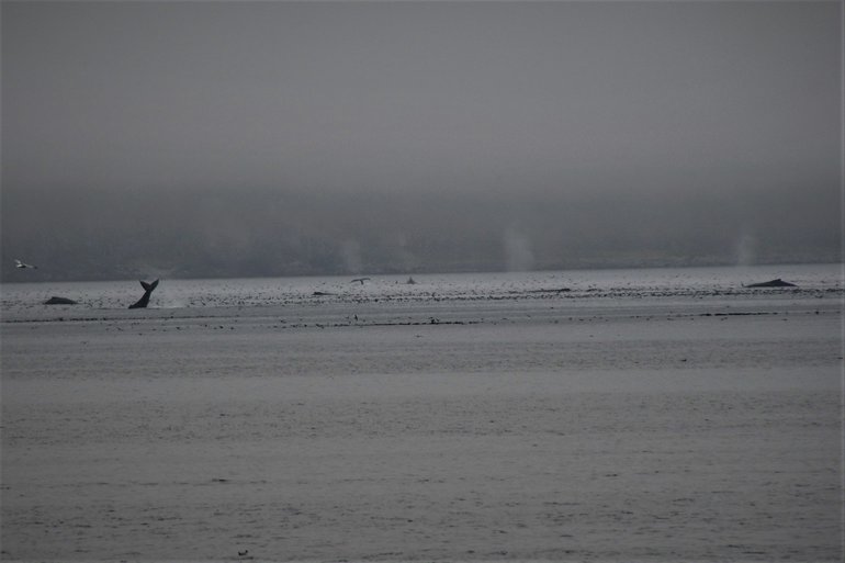 Humpback whales view from the beach in Dutch Harbor