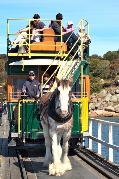 The horse and tram that will take you across to Granite Island