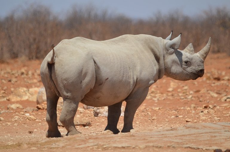 Rhino at Etosha National Park