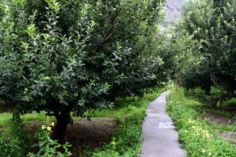 Apple Orchard Camping 