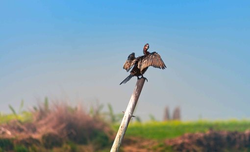 Birdwatching in Purbasthali, West Bengal: A Complete Guide