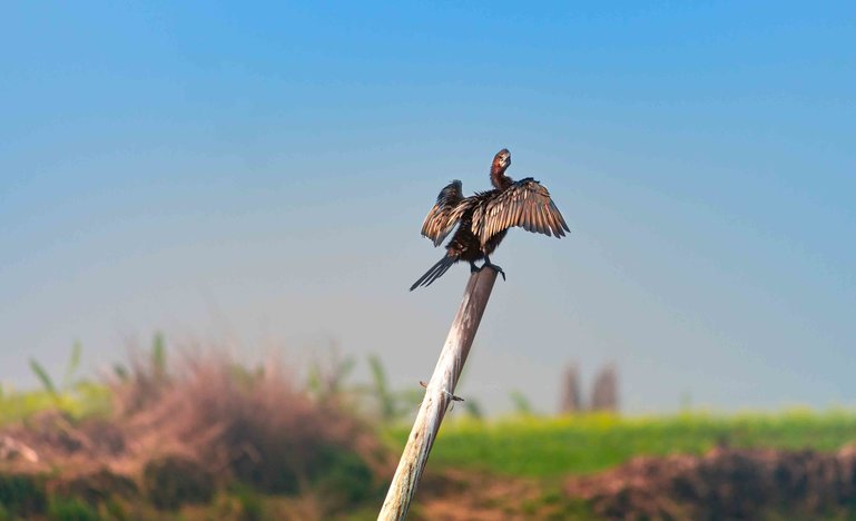 little cormorant