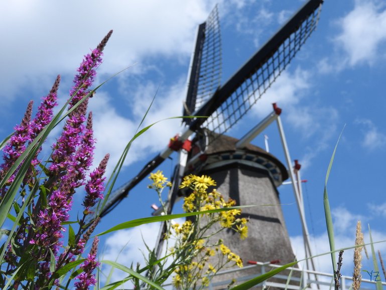 Mill in Veessen, Heerde, at the dike at the river IJssel, picture by Yvonne van der Zwan