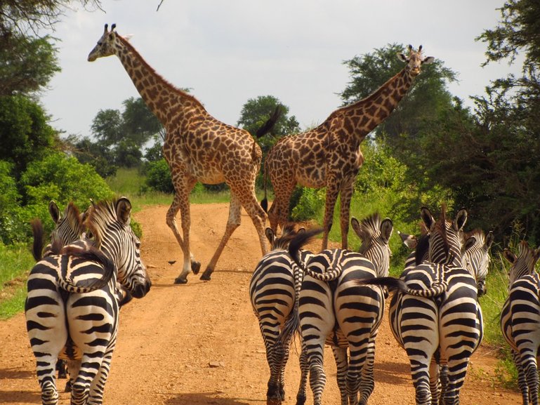 Wildlife in Mikumi National Park