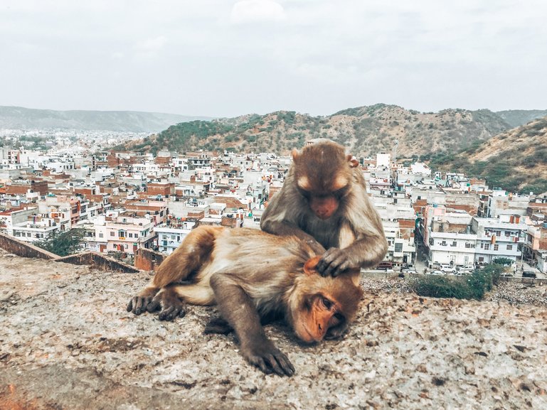Jaipur's Monkey temple 