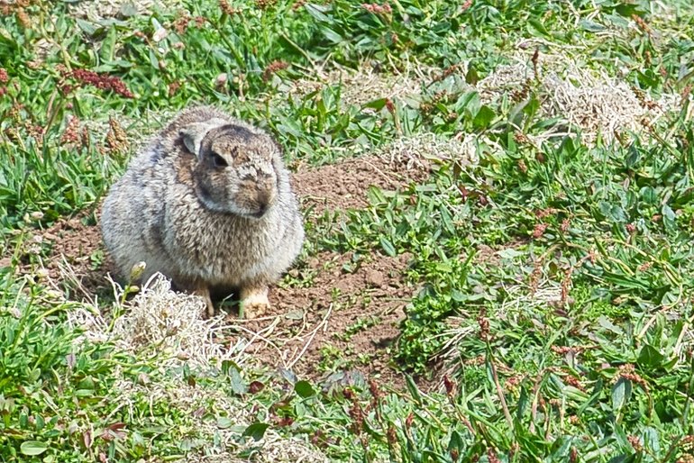 Rabbits are very relaxed near the Puffins but they don't get too close