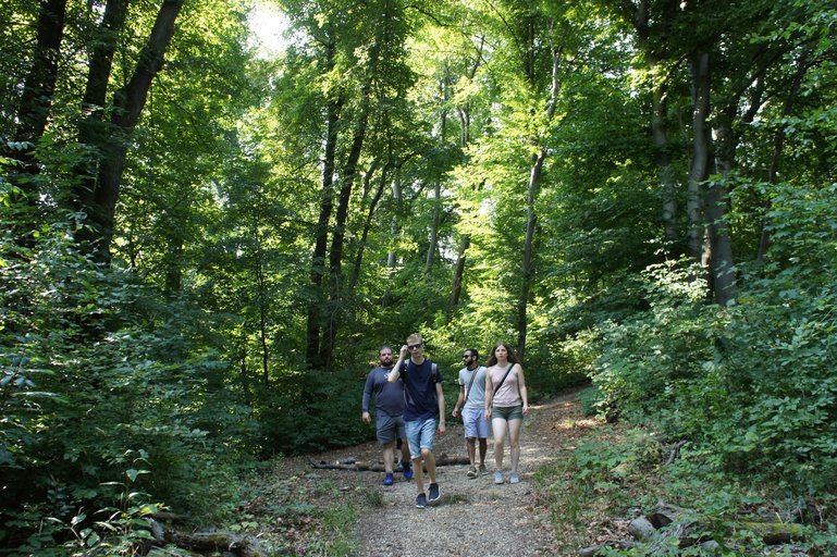 relaxing walk in the woods