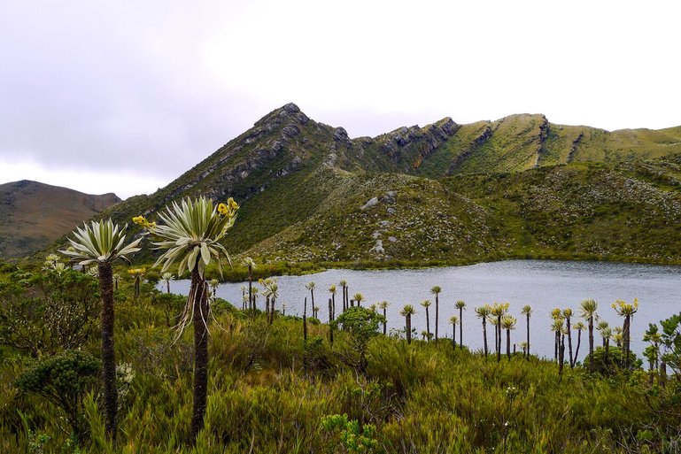 The Páramo landscape in Chingaza