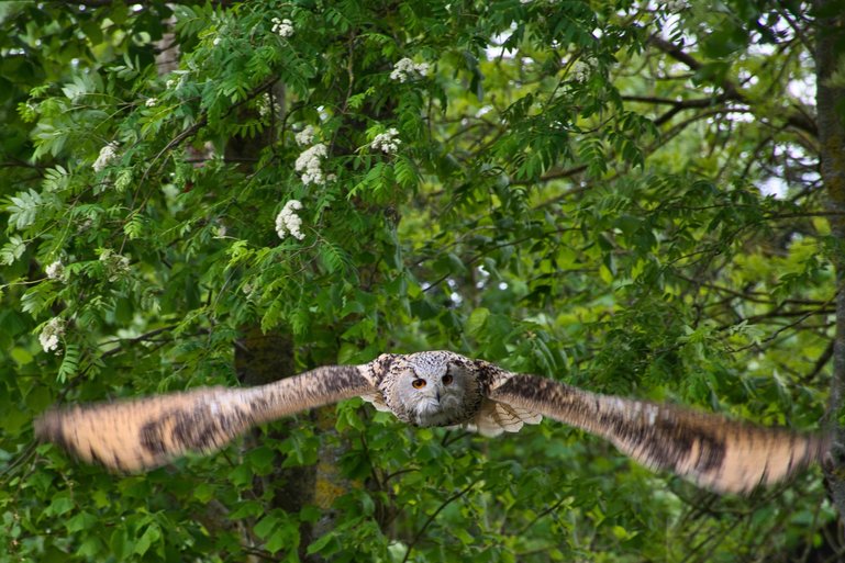 The huge Siberian Hawk Owl, Pipsqueak, flying overhead