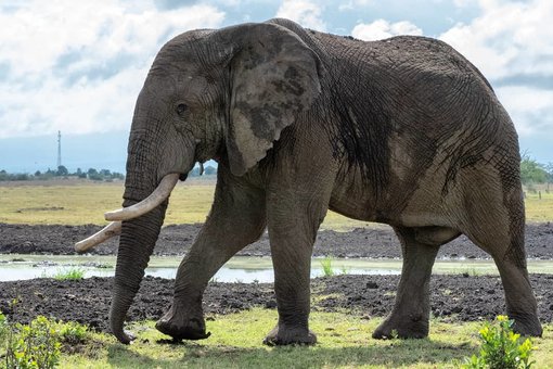 Visiting Ol Pejeta Conservancy, Kenya