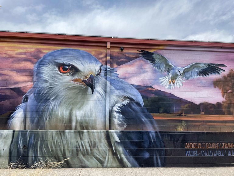 The Black Shouldered Kite shares the same wall as the Wedge-tailed Eagle.