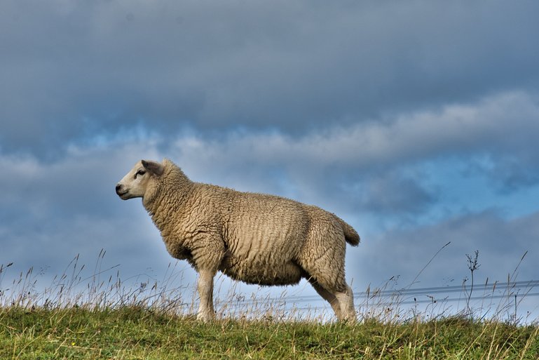 One of the locals on the Great Orme