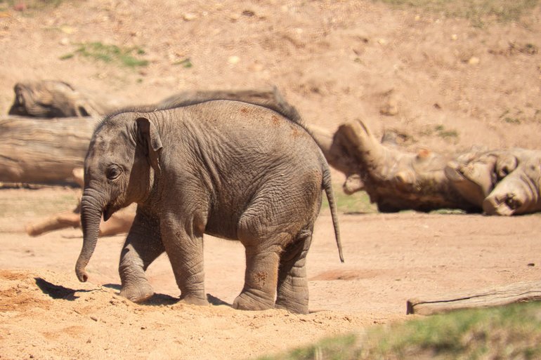 Baby Rhinos and Elephants may be there to greet you as well as other young animals