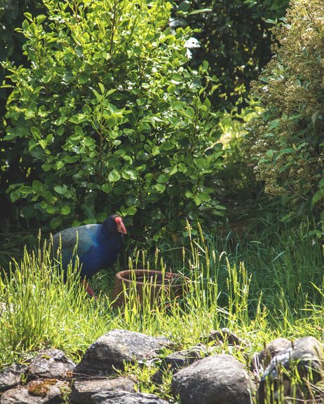 Takahe