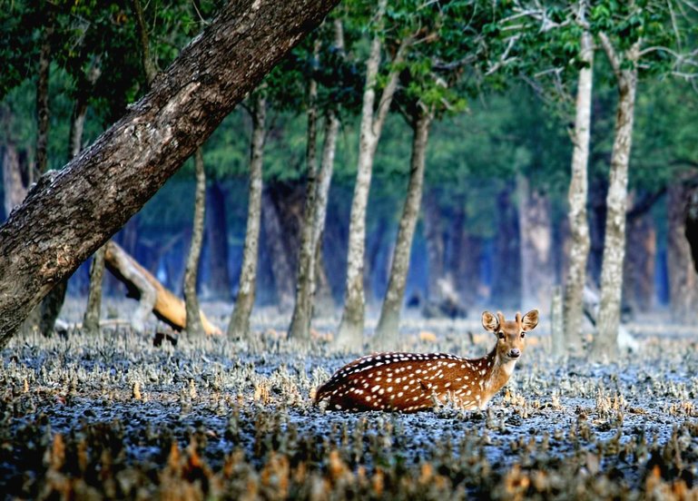 Chital