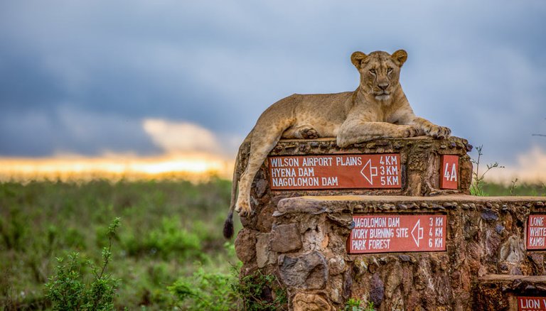 Lion sitting at Nairobi National Park
