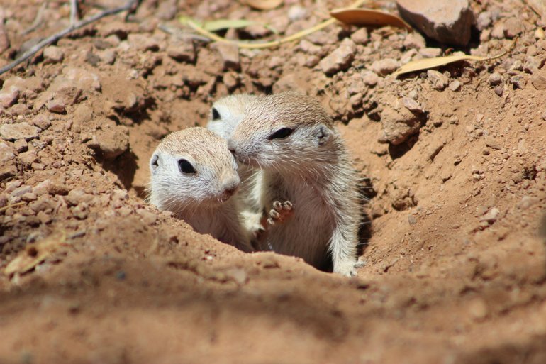 Round-tailed Ground Squirrel