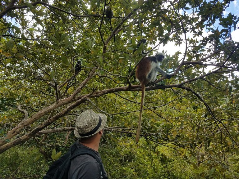 Red Colobus Monkey in the Jozan Forest