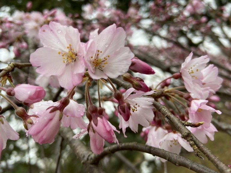 Cherry Blossoms after the rain in Kyoto, Japan