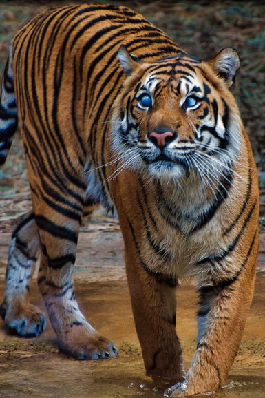 They even have a blind Tiger, an animal that wouldn't survive in the wild