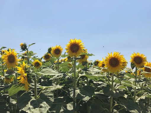 Sunflowers fields in Catalonia