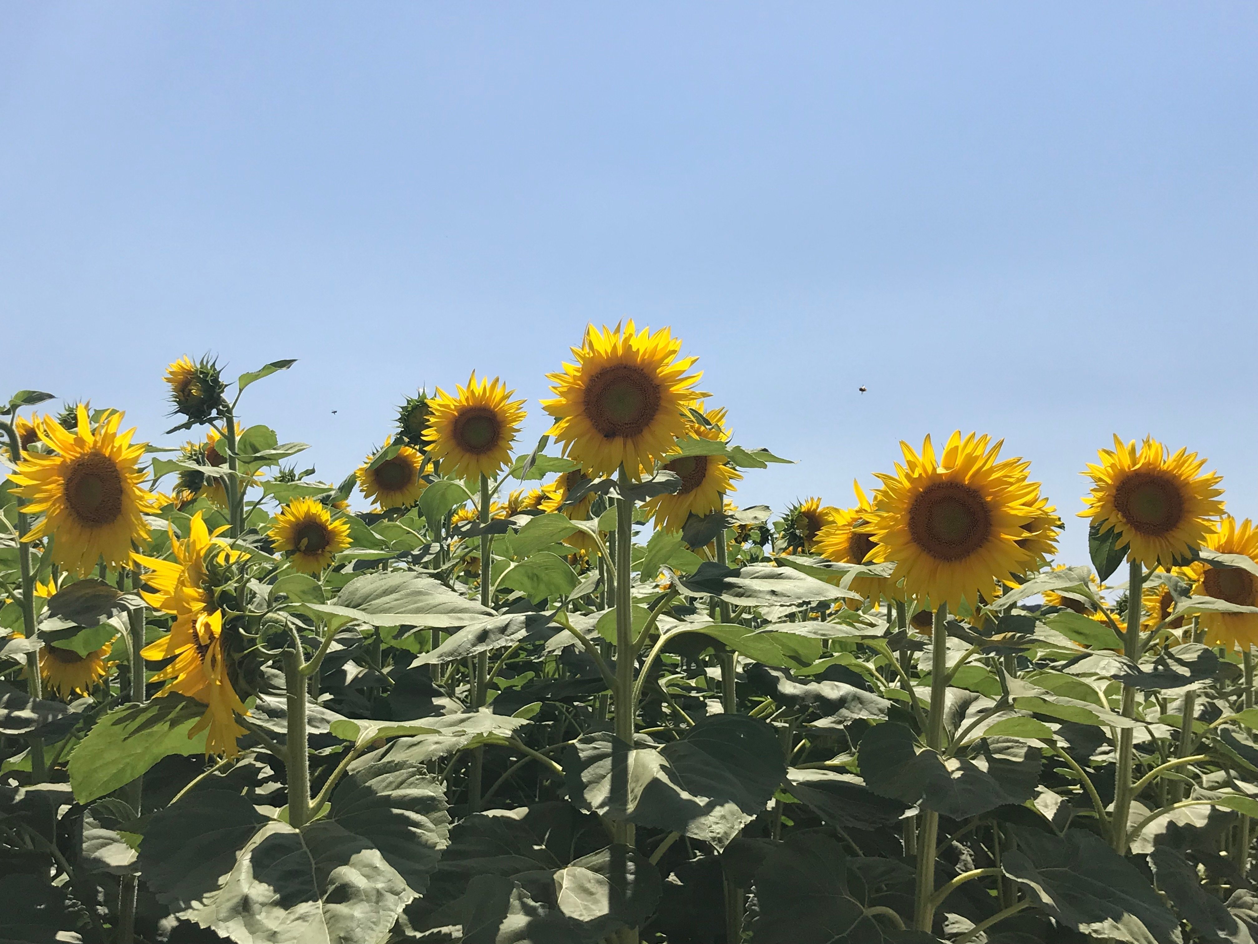 Sunflowers Fields In Catalonia