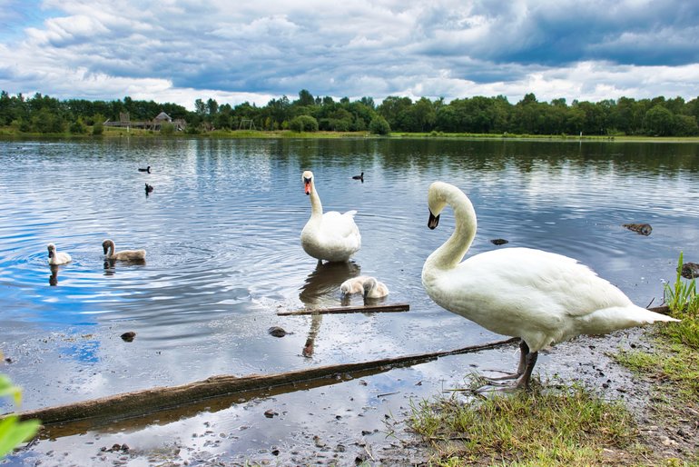 The Swan Family beside the natural loch