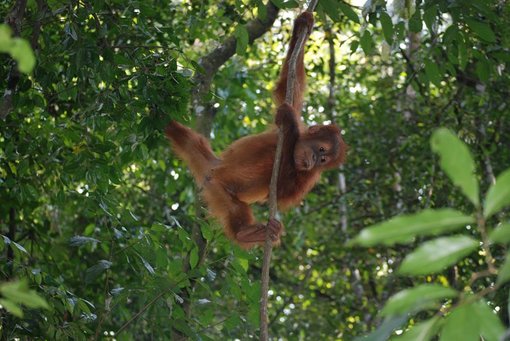 See Orangutans in Sumatra, Indonesia