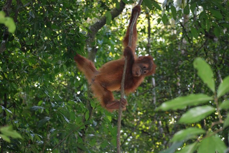 Baby orangutan in the North Sumatra jungle