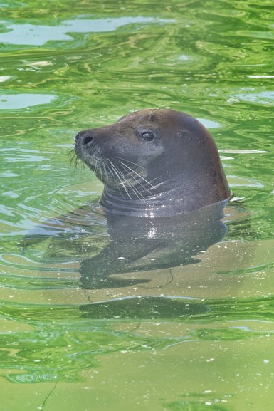 It is here that Grey Seal's are taken care and can convalesce in peace