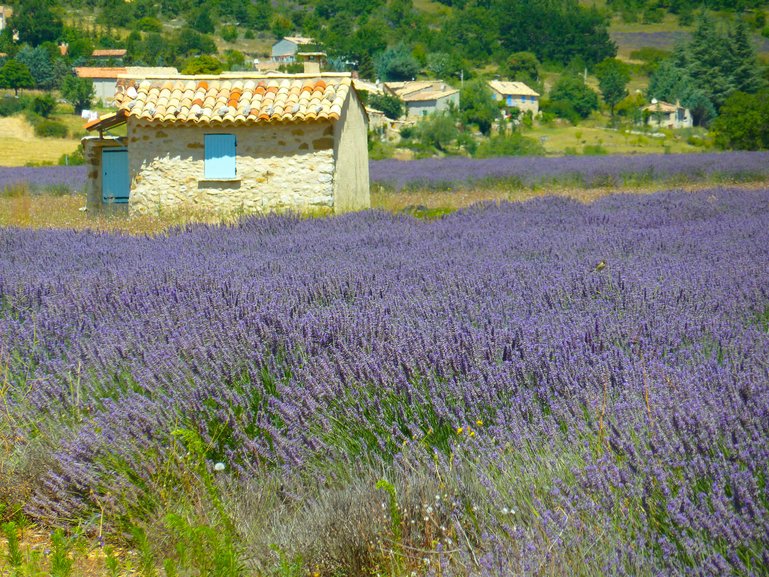 Lavender Fields Outside Banon