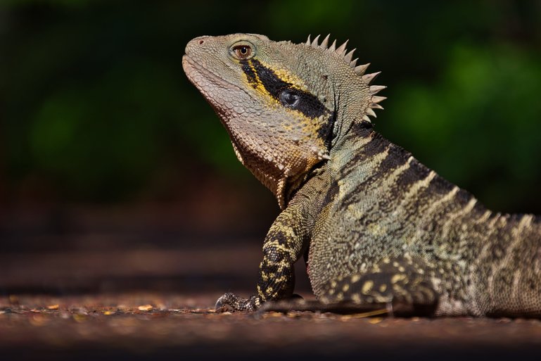 One of the many Water Dragons wandering around the grounds