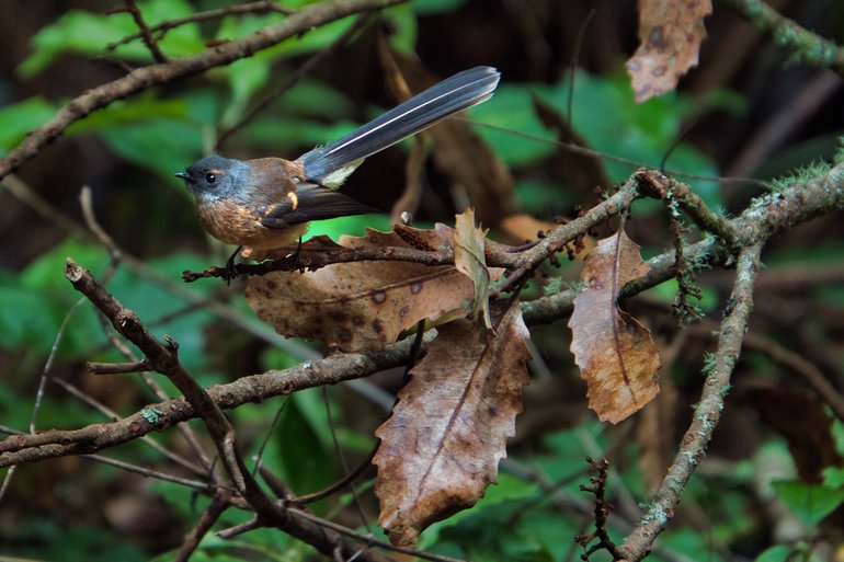 A Fantail flittering amongst the bush next to the track