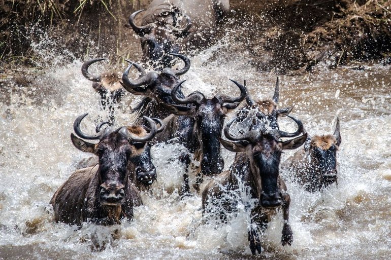 Mara River Crossing