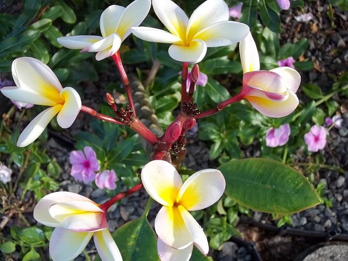 Plumeria flowers, Hawaii