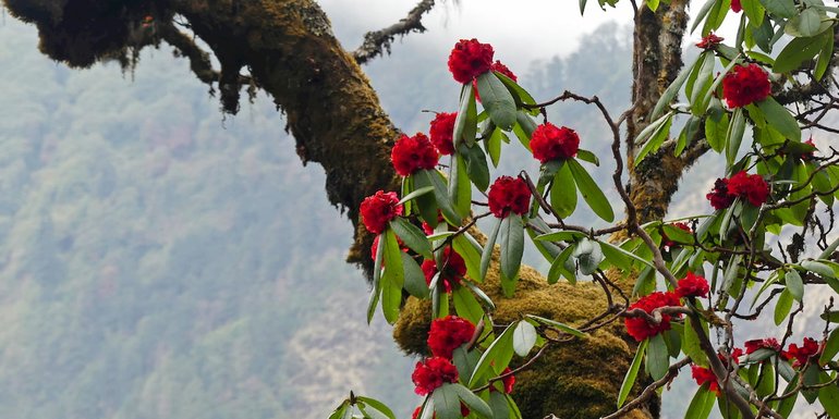 rhododendrons