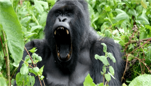 Gorilla Trekking Safari in Rwanda