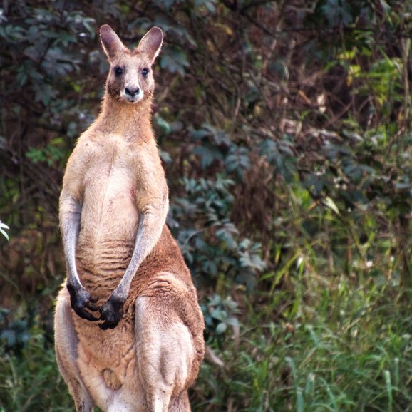 Keep a close eye open for Koalas high in the branches of the Gum Trees and Kangaroos