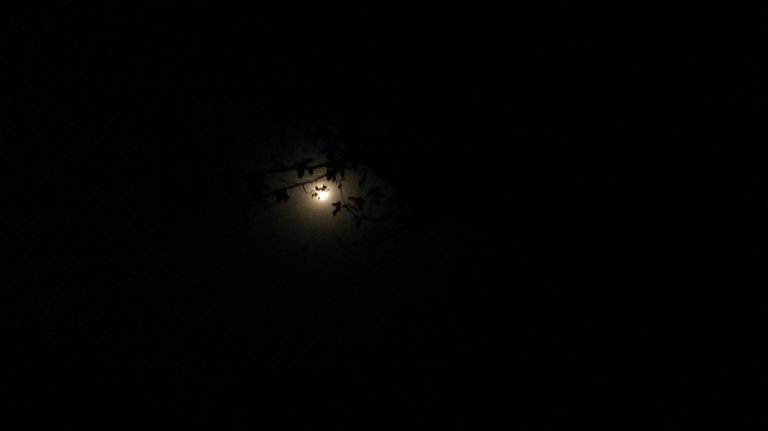 Moon peeking through the trees