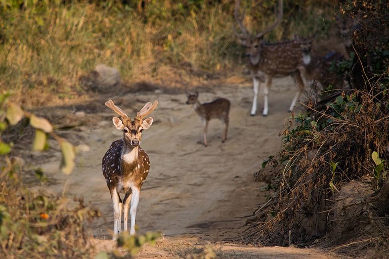 Picture Source- Roar Resort
