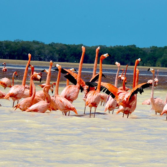 Flamingos, Mangroves of Celestun