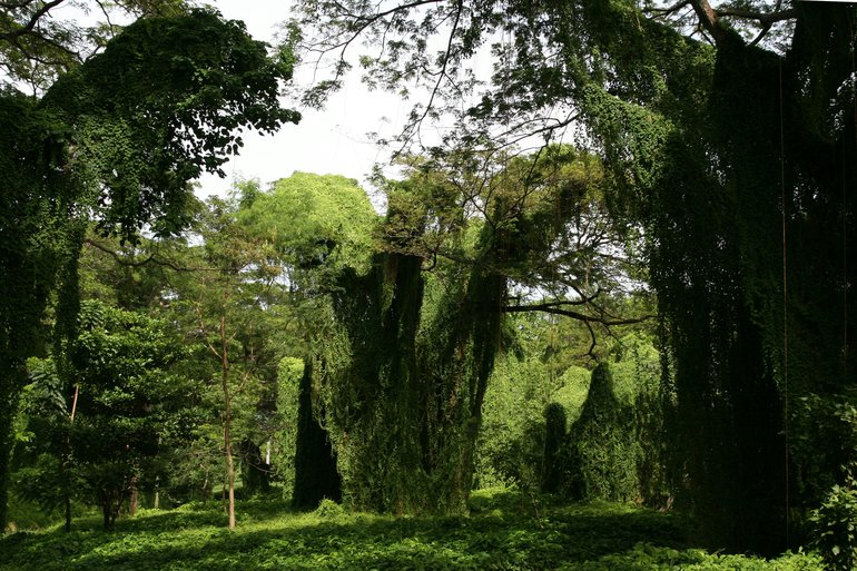 Isla Josefina, an oasis of greenery, peace and fresh air in the lungs of Havana.