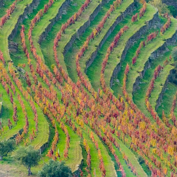 Terraces in Douro Valley