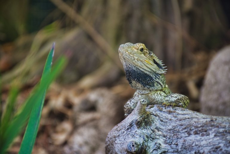 You never know who you might see at this zoo. Eastern Bearded Dragon from Australia.