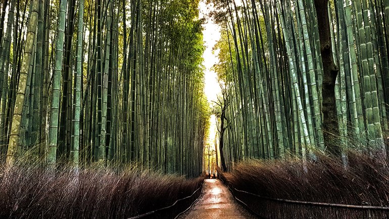 Bamboo forest