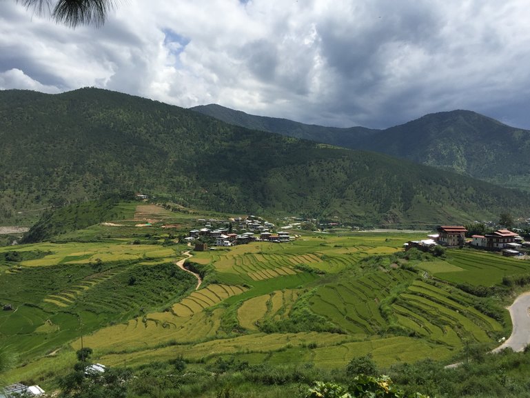 Rice fields Sobsokha, Punakha