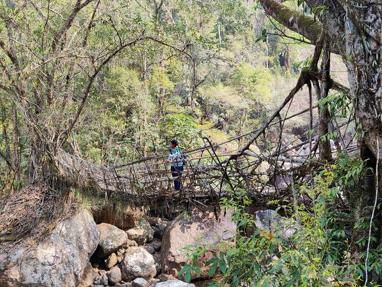 The Single Living Root Bridge....