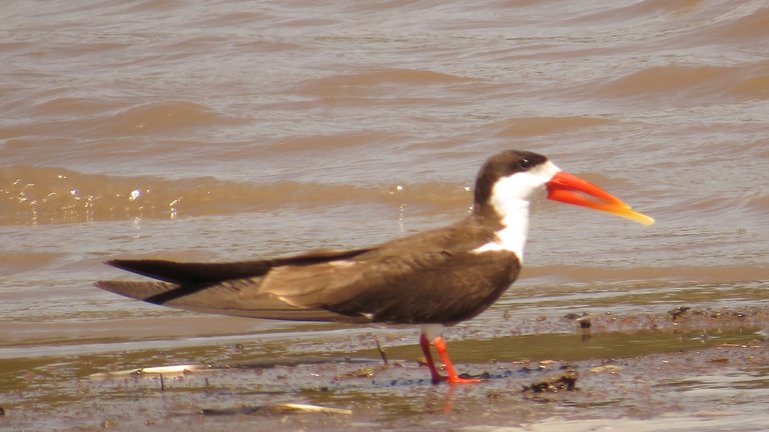 African Skimmer